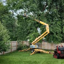 Best Tree Trimming and Pruning  in Oakwood, IL